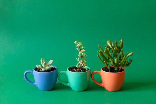 succulent shooting on green background
