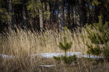 the long-awaited spring in the countryside