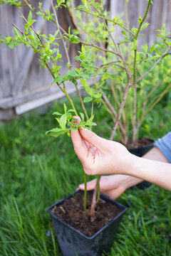 Planting a new blueberry bush. Gardening on a large scale. Delicious sweet berry.