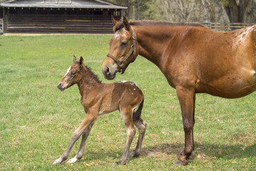 Newborn Appaloosa foal with mare in grass by barn