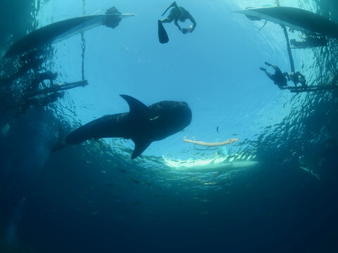 feeding whale sharks underwater