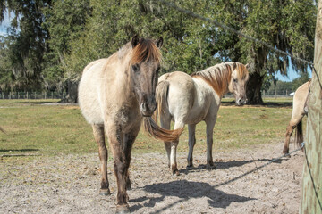 Obraz premium Pair of American Mustang horses together in paddock