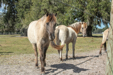 Pair of American Mustang horses together in paddock