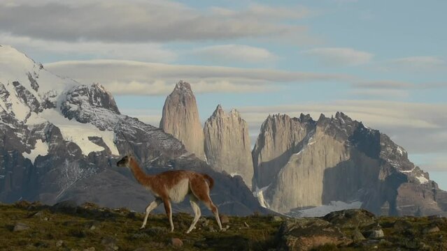 Wild guanaco walking in a natural park Torres del Paine in Patagonia in Chili with three famous peaks Torres behind. Epic view. Slow motion. High quality FullHD footage