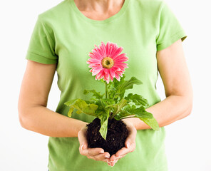 Portrait of woman standing holding pink gerber daisy plant.