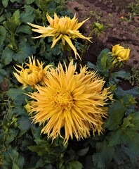 Obraz premium Colorful Dahlias growing at a Dahlia farm