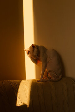 cute bald cat sitting on a chair