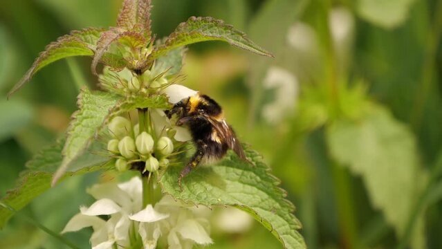 bumblebee collects nectar slow mption