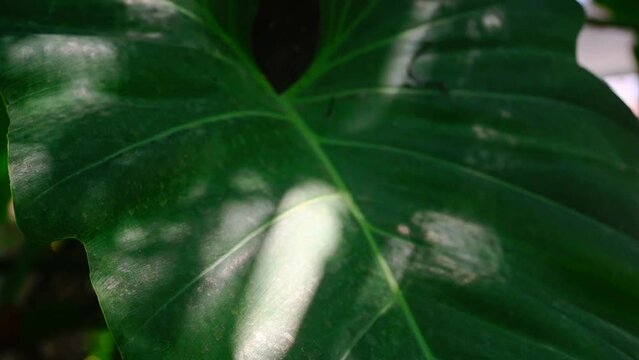 Background of tropical tree leaves swaying in the breeze with patterns forming from their shape and the way sunlight and shadow is falling on the leaves.