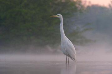 Great Egret Standing in a River in the Mist, Evening - Photograph