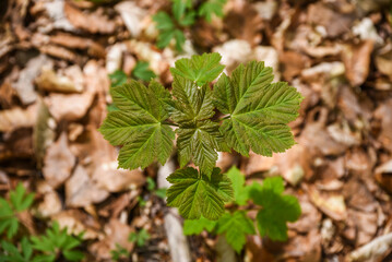 Beautiful young green leaves blooming in the woods. Selected focus.