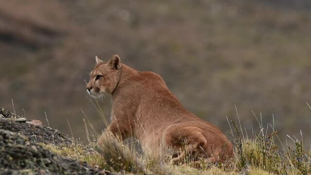 Young beautiful puma male with orange fur walking and laying down to rest on hills in mountains of Patagonia in Chile. High quality FullHD footage
