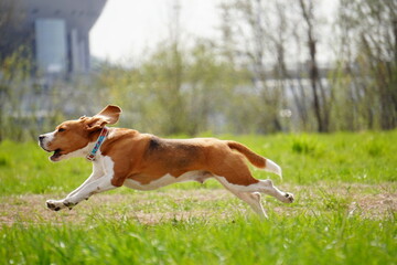 Naklejka na ściany i meble beagle running in grass