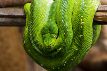 Green python hanging on a branch