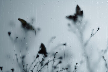 butterflies sit on branches