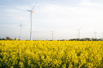 Geld bl&uuml;hendes Rapsfeld (brassica napus) vor Windr&auml;dern