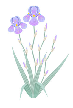 Bearded Iris vector