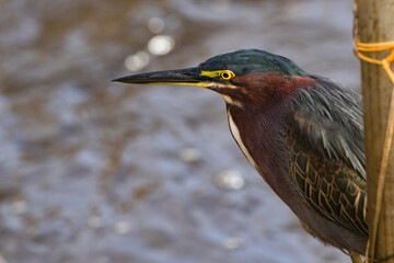 Green heron at Rockefeller Refuge in Louisiana, United States