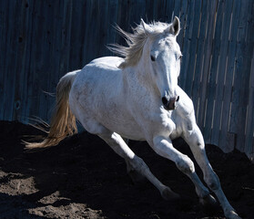 Obraz na płótnie Canvas White Horse Training in the Round Pen