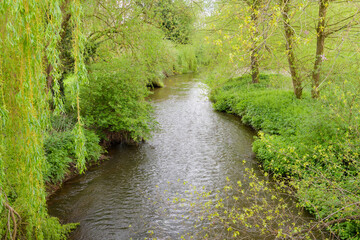 River Roden passes through lush green spring vegetation in Shawbury UK