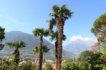 Palm trees at Tappeiner promenade and mountains in Merano, South Tyrol, Italy - obrazy, fototapety, plakaty