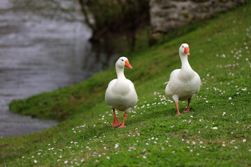 White domestic geese - Anser anser - Chevreuse - Yvelines - Ile-de-France - France