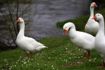 Naklejka na ściany i meble White domestic geese - Anser anser - Chevreuse - Yvelines - Ile-de-France - France