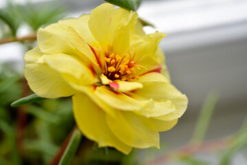 Yellow Purslane flower . A genus of plants in the Purslane family. A large yellow flower.