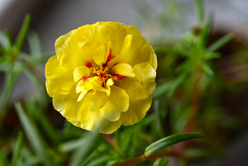 Yellow Purslane flower . A genus of plants in the Purslane family. A large yellow flower.