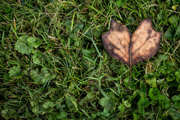 Macro close up of heart shaped leaf