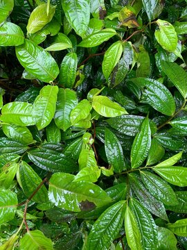 UGC green leaf and fresh greenery in the jungle near the waterfall bal