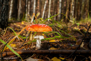 mushroom in the forest