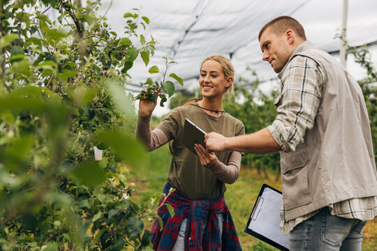 Male and female farmers work together in the orchard.