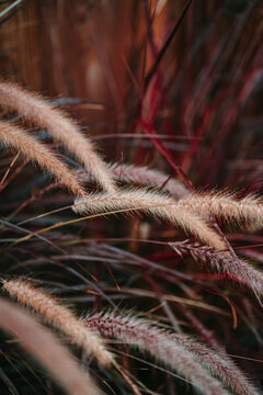 Fern in the fall 