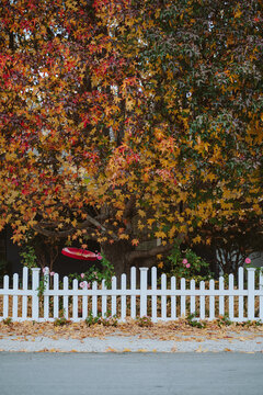 Fall Leaf Wall behind fence