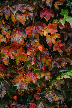 Fall Leaf Wall
