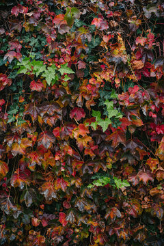 Fall Leaf Wall