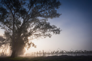 Fototapeta premium Blue Hour Dawn in San Miguel de Allende Vineyard