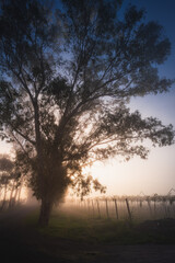 Fototapeta na wymiar Blue Hour Vineyard and Tree Silhouette at Dawn