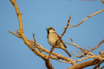House Sparrow (Passer domesticus) sitting on a bare tree with a clear blue sky
