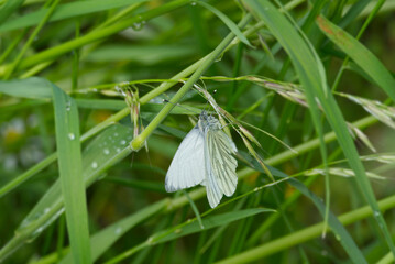 Green veined White (Pieris napi) butterfly sitting on grass blade in Zurich, Switzerland