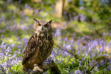 An Eurasian Eagle Owl sitting on a branch perch surrounded by bluebells in a woodland setting