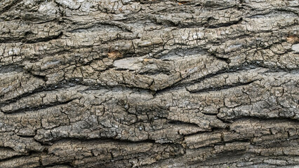 bark of an old tree