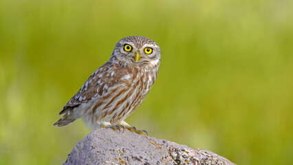 little owl perched on rock