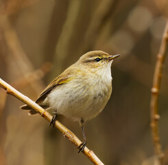 Common chiffchaff (Phylloscopus collybita) perched on a willow branch in the forest in spring.	
