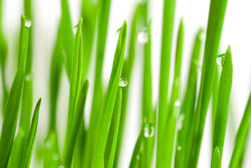 Fototapeta na wymiar Fresh grass with dew drops isolated on white