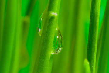 Fresh grass with dew drops close up