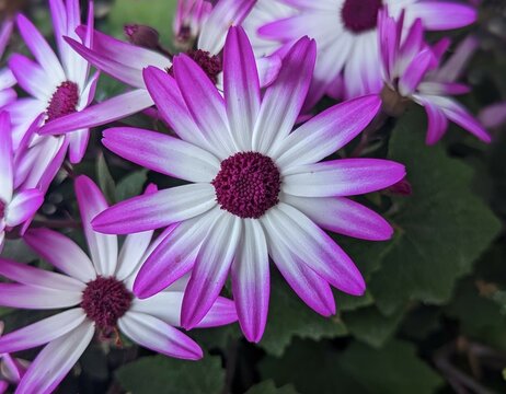 close up of pink and purple pericallis x hybrida, cineraria flower 