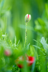 red poppy flowers flourishing bud, red poppy also called poppy flower closeup photo