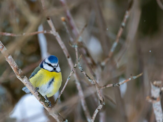 Blue tit bird sitting in a bush in the frigid Norwegian winter